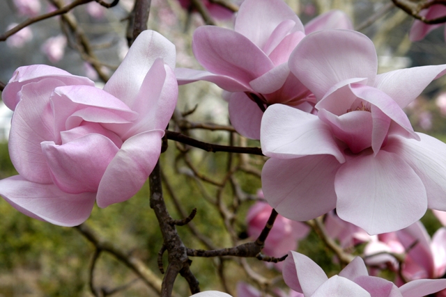 Kew's Surprise