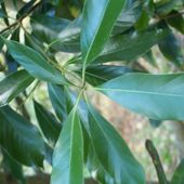 L. EDULIS L.edulus
