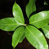 L. HANCEI L.hancei