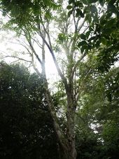 L. HENRYI L.henryi