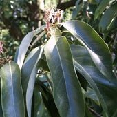 L. CLEISTOCARPUS L.cleistocarpa