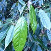 L. PACHYPHYLLUS L.pachyphyllus