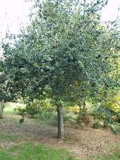 Q. AGRIFOLIA Q.argrifolia