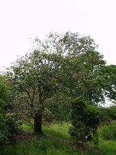 Q.lamellosa