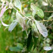 Q. LEUCOTRICHOPHORA Q.leucotrichophora