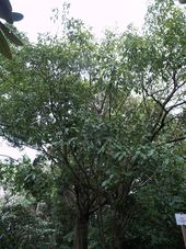 Q.oxyodon