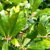 Q. x TURNERI Q.turneri