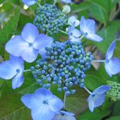 Acer 'Blue Wave'