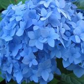 Acer 'Nikko Blue'