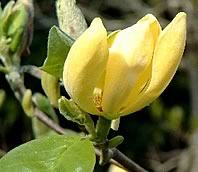 Miss Honeybee Magnolia