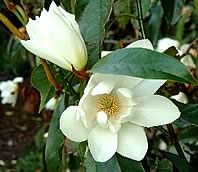 Michelia Doltsopa Michelia Doltsopa