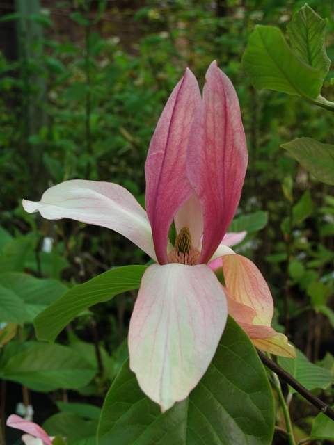 daybreak magnolia