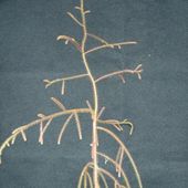 Dacrydium cupressinum Dacrydium cupressinum