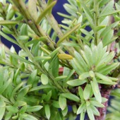 nivalis 'Green Queen' nivalis 'Green Queen'