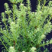 nivalis 'Livingstone' nivalis 'Livingstone'
