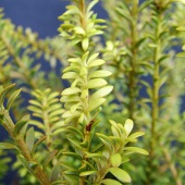 nivalis 'Otari' nivalis 'Otari'