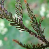 Dacrycarpus dacrydioides Dacrycarpus dacrydioides