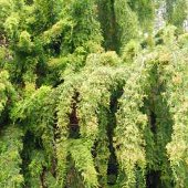 Dacrydium franklinii Dacrydium franklinii