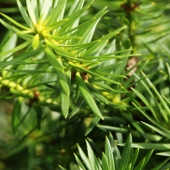 nubigenus nubigenus