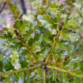 Phyllocladus Trichomanoides Phyllocladus Trichomanoides