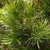 macrophyllus 'Aureus' macrophyllus 'Aureus'