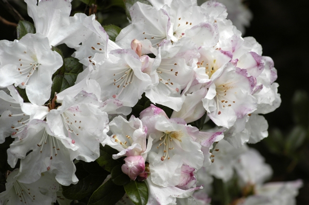 Rhododendron formosum Rhododendron formosum