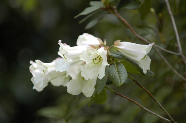 Rhododendron lindleyi Rhododendron lindleyi