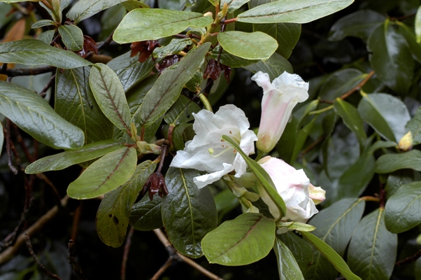 Rhododendron magacalyx Rhododendron magacalyx