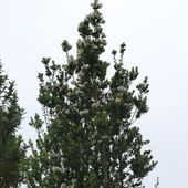 E. cordifolia, at Burncoose Nurseries
