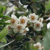 E. cordifolia, at Burncoose Nurseries
