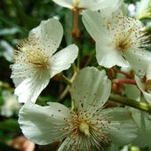 E. moorei, at Burncoose Nurseries