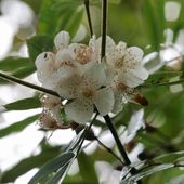 E. moorei, at Burncoose Nurseries