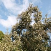 E. lucida 'Ballerina', at Burncoose Nurseries