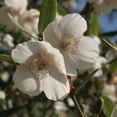 E. lucida 'Ballerina', at Burncoose Nurseries
