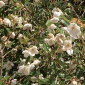 E. lucida 'Ballerina', at Burncoose Nurseries