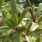 E. lucida 'Gilt Edge', at Burncoose Nurseries