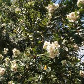 E. lucida, at Burncoose Nurseries
