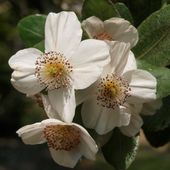 E. lucida, at Burncoose Nurseries