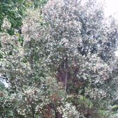 E. milliganii , at Burncoose Nurseries