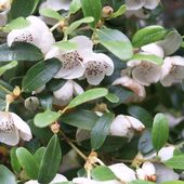 E. milliganii , at Burncoose Nurseries