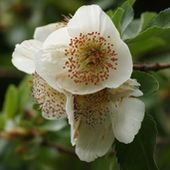 E. x nymanensis ?Nymansay?, at Burncoose Nurseries