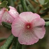 E. lucida 'Pink Cloud', at Burncoose Nurseries