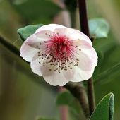E. lucida 'Pink Cloud', at Burncoose Nurseries