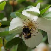 E. x intermedia ?Restrevor?, at Burncoose Nurseries