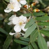 E. glut2, at Burncoose Nurseries