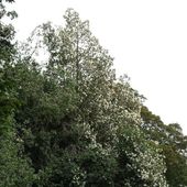 Eucryphia Nymansay