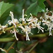 Gevuina avellana