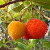 Arbutus unedo