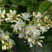 Staphylea pinnata at Burncoose Nurseries
