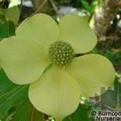 Cornus capitata at Burncoose Nurseries